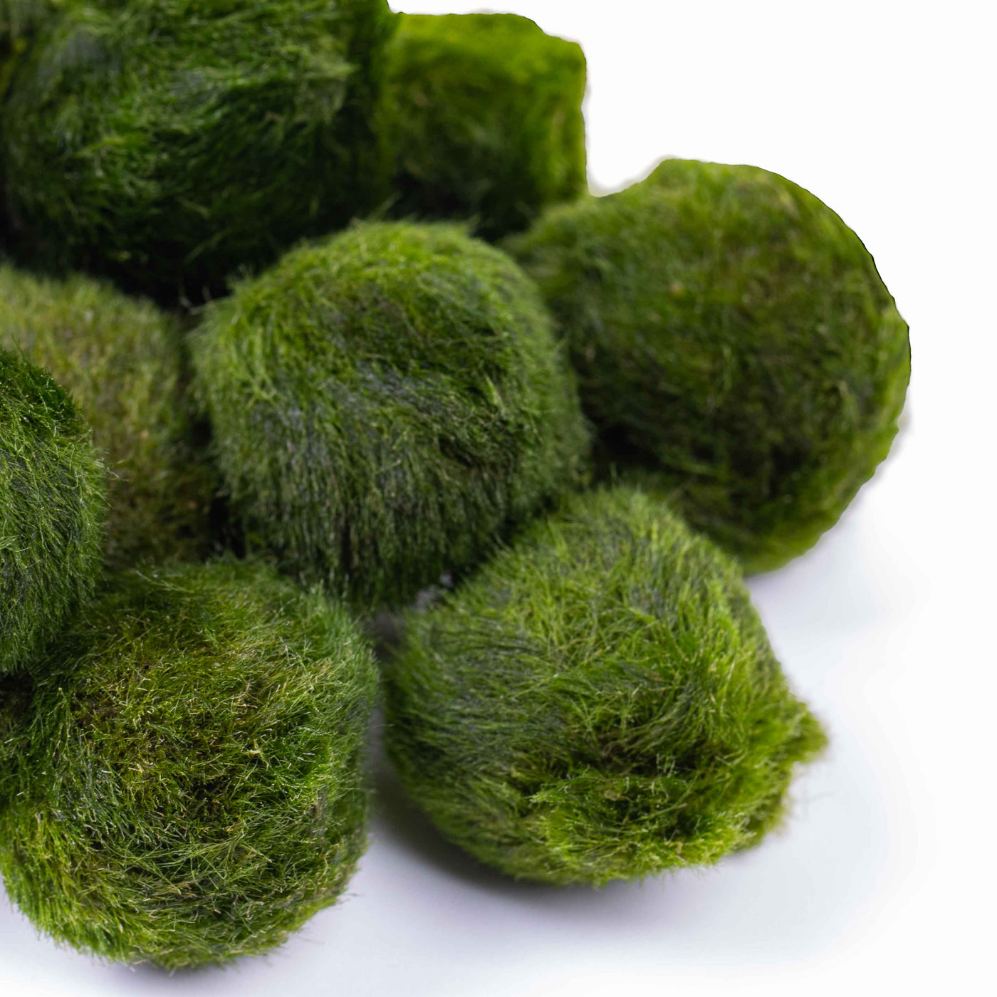 Close-up of fluffy marimo moss balls, a popular aquatic plant choice for beginners, bringing texture and oxygenation to aquatic setups.