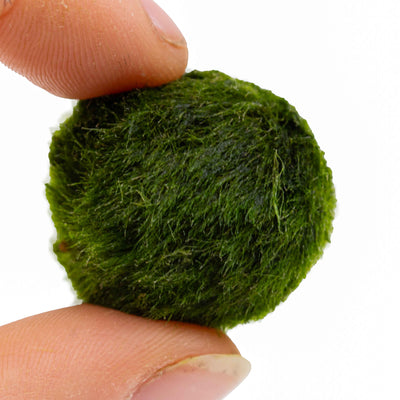 Bundle of natural marimo moss balls shown in a glass container, ideal for freshwater aquariums or minimalist home decor.