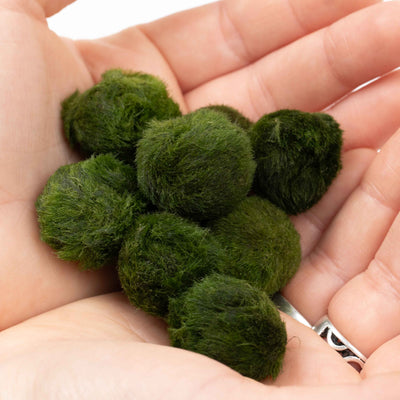Marimo moss ball pets for sale online in the UK real 