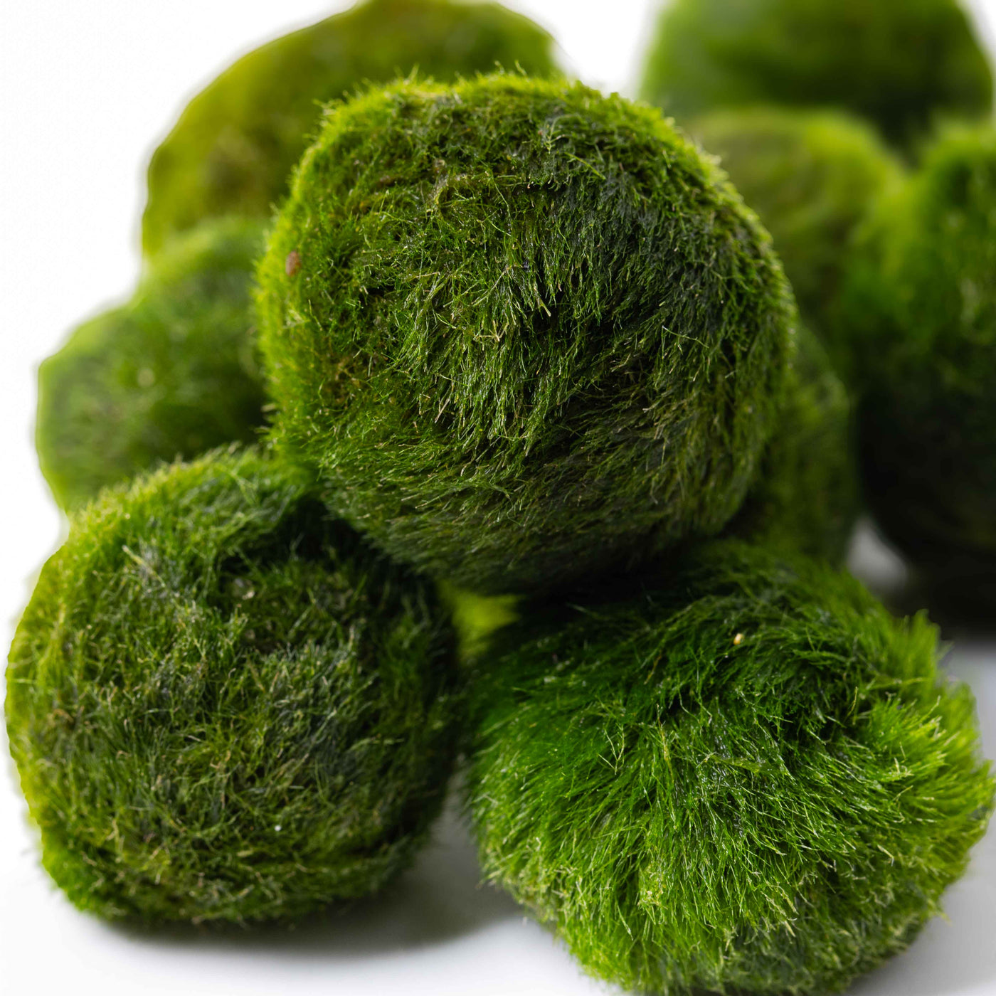 Set of five marimo moss balls in varying sizes, perfect for aquariums, terrariums, or decorative plant displays, offering low-maintenance greenery."