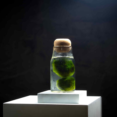 Admire the natural allure of marimo moss in this adorable miniature aquarium, a low-maintenance and visually stunning addition to your decor.
