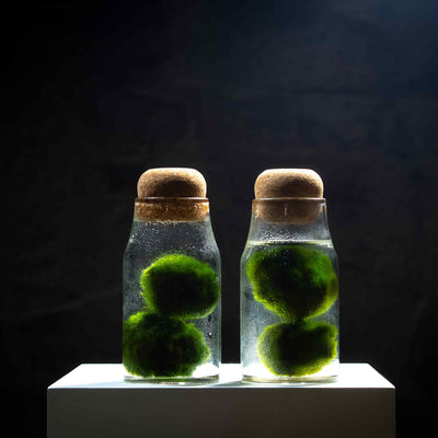 Enliven your living space with the tranquil elegance of a miniature aquarium filled with lush marimo moss, a captivating addition to your decor.