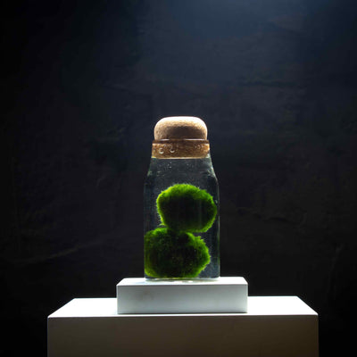 A charming miniature aquarium showcasing adorable marimo moss balls, adding a touch of whimsy to any space with its captivating beauty.