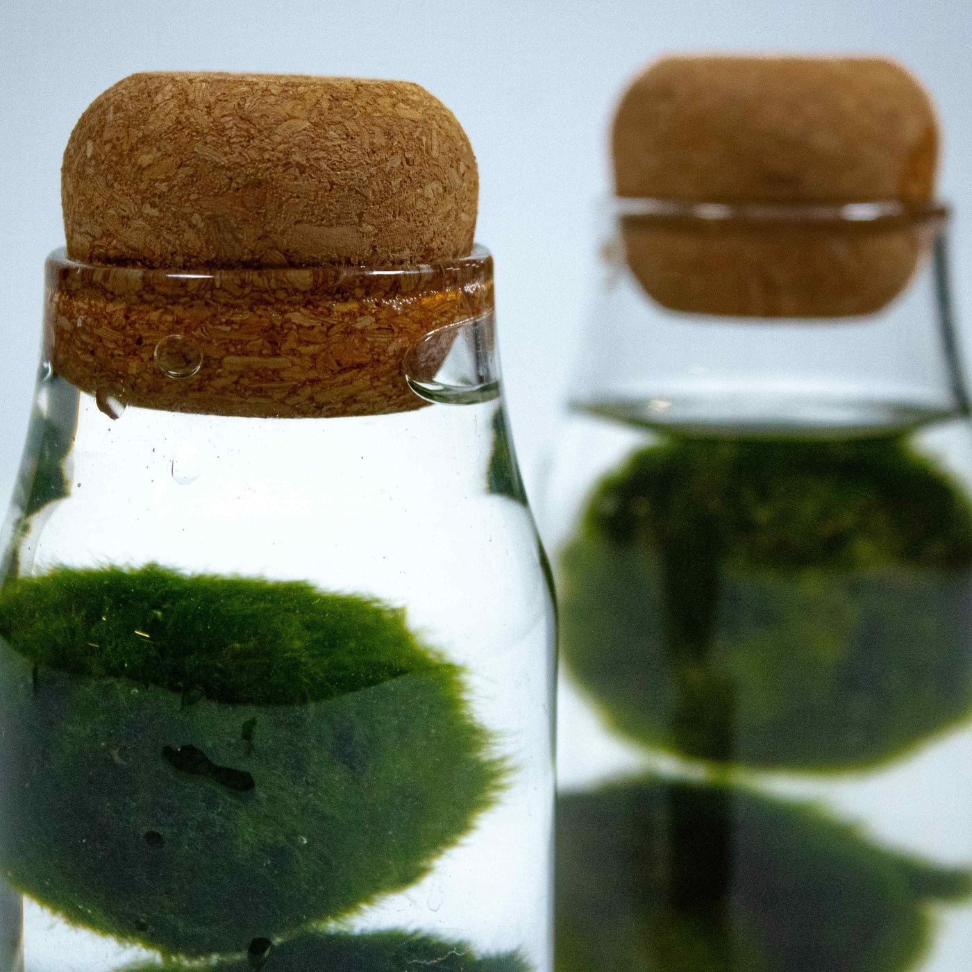 Elevate your space with the charming presence of marimo moss in this cute miniature aquarium, offering both visual appeal and easy upkeep.