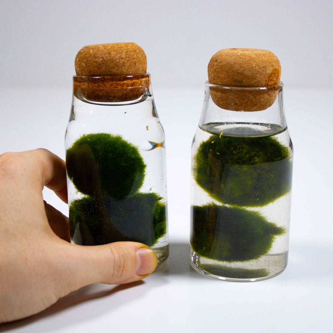 Marimo Clive Marimo Aquarium Kit