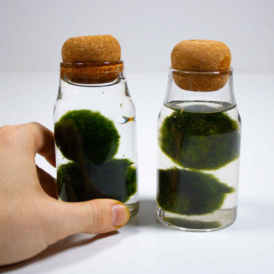 Bring a slice of aquatic serenity into your home with this adorable miniature aquarium featuring vibrant marimo moss balls, a delightful sight to behold