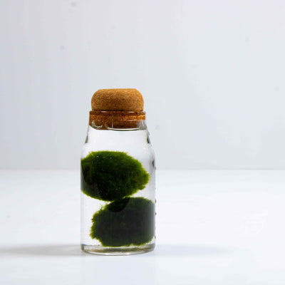 Experience the soothing ambiance of a miniature aquarium adorned with marimo moss, a delightful decorative item that requires minimal maintenance.