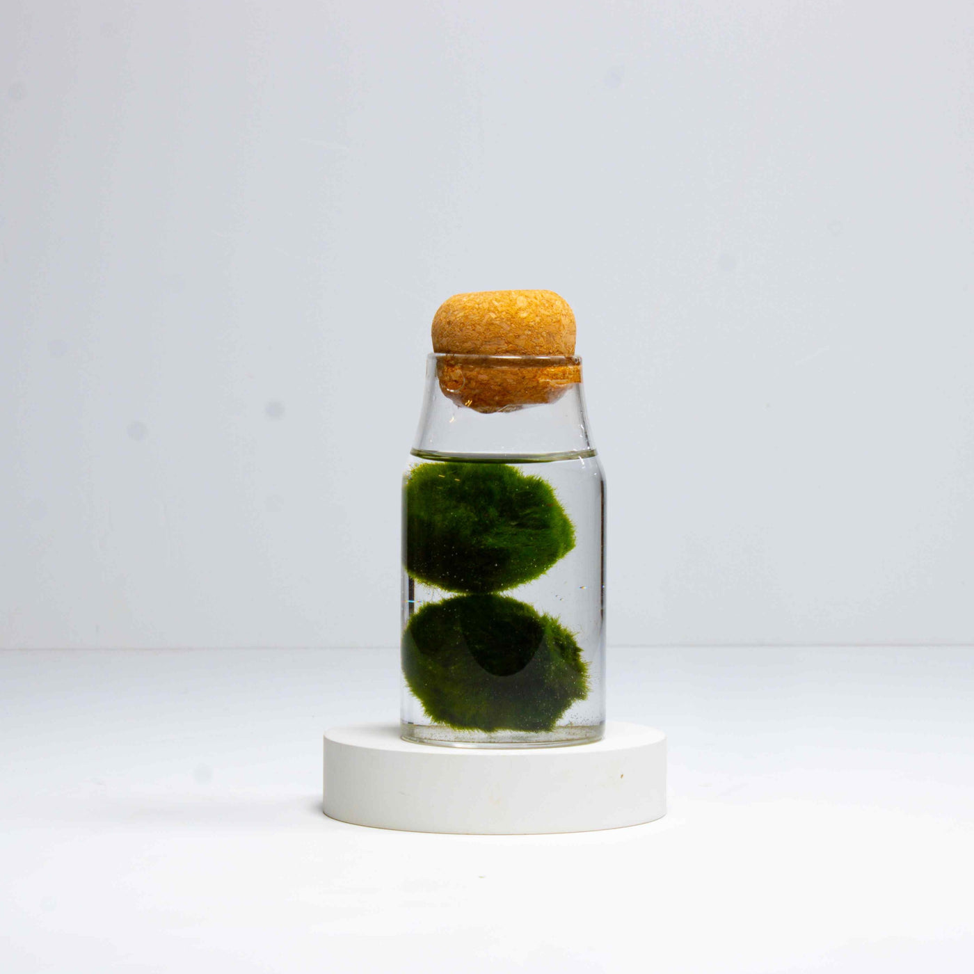 Immerse yourself in the serene beauty of this miniature aquarium filled with lively marimo moss, a perfect accent for any room in your home