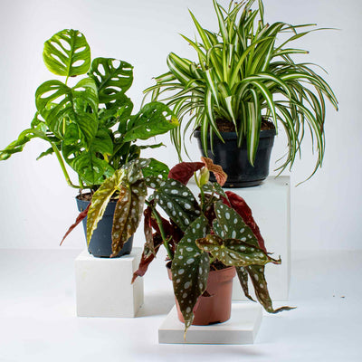 Houseplant mix 3/5 plants 12-16cm shop