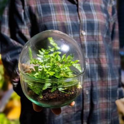 Shop planted terrariums and do-it-yourself kits with ome - Bristol, UK 