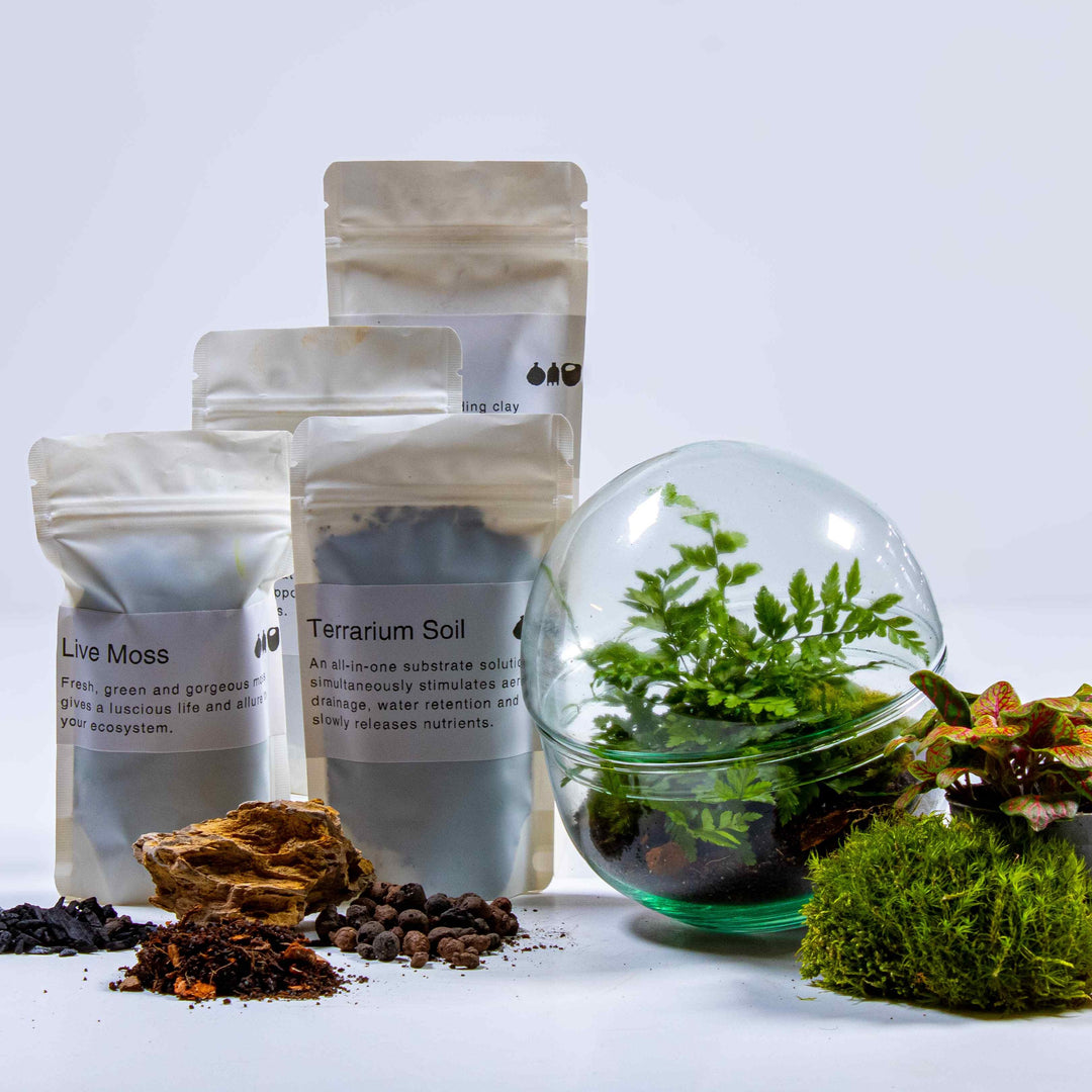 terrarium kits with plants Mini Orb Terrarium Kit | For Sale