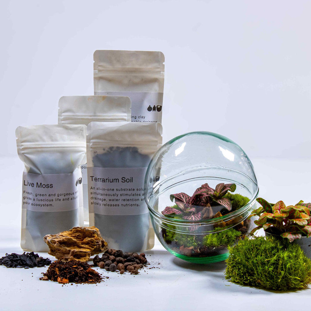 terrarium planter kit dunnes stores Mini Orb Terrarium Kit | For Sale