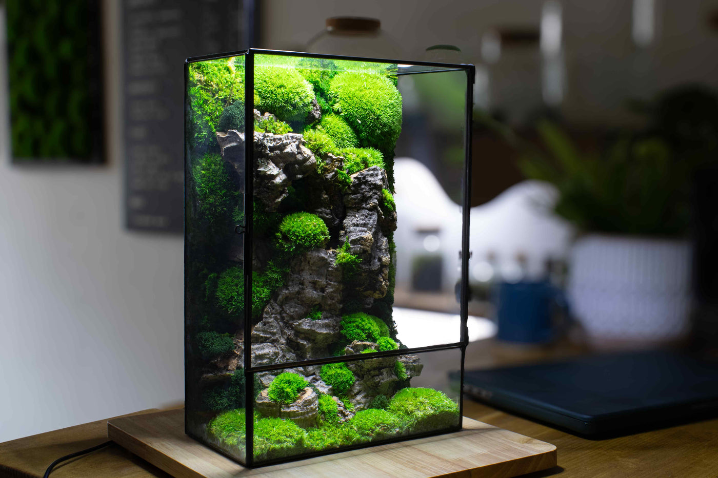 Zero maintenance Moss Box terrarium: Colorful geometric design.