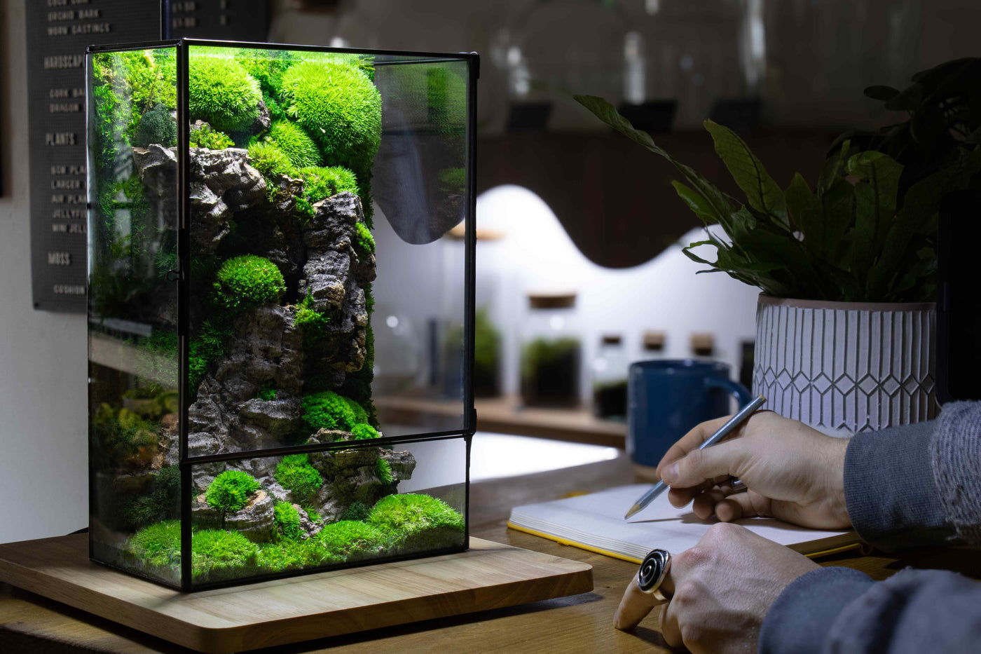 Geometric glass Moss Box terrarium: Perfect table centerpiece.