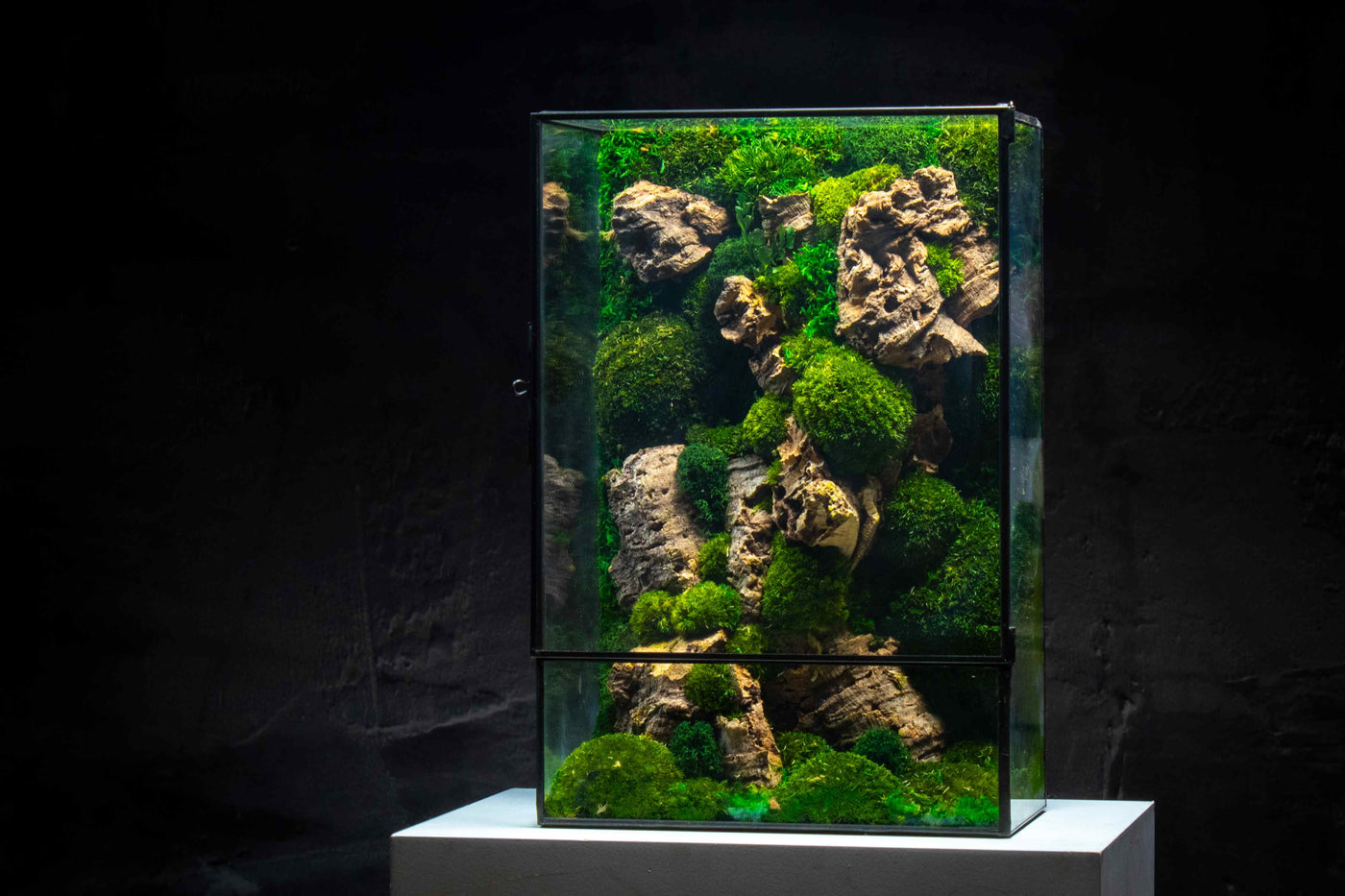 Preserved Moss Box terrarium: Colorful geometric glass design.