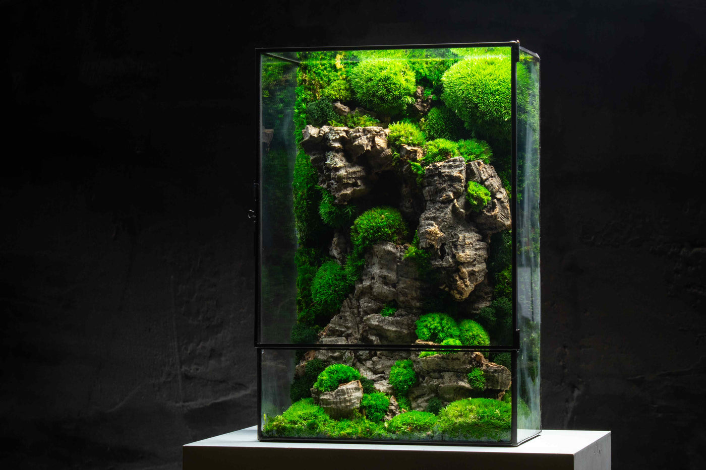 Luscious green Moss Box terrarium: Perfect desktop companion.