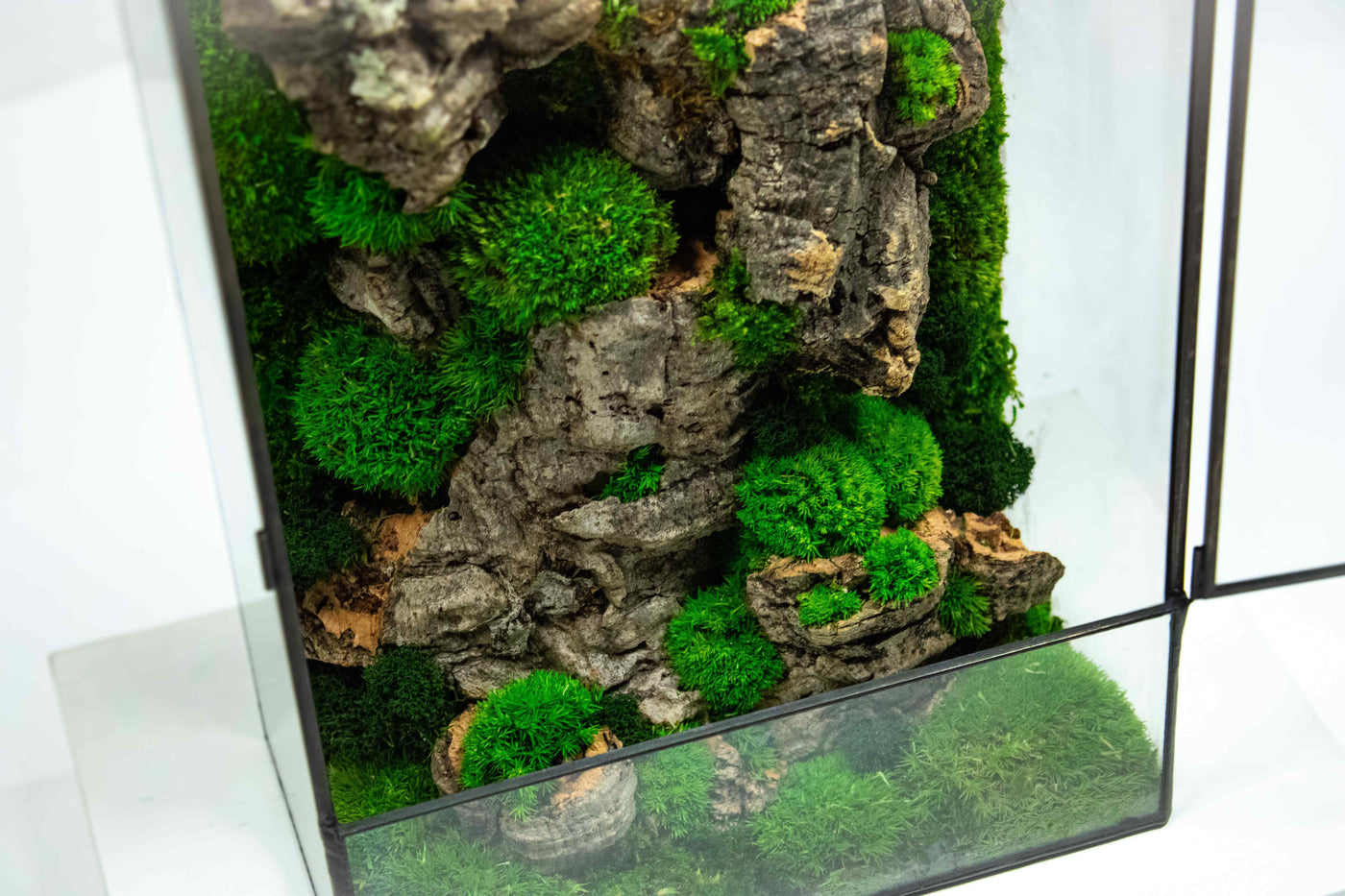 Colorful geometric Moss Box terrarium: Vibrant, preserved greenery.