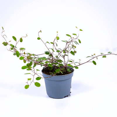 Buy maidenhair vine 6cm pot 