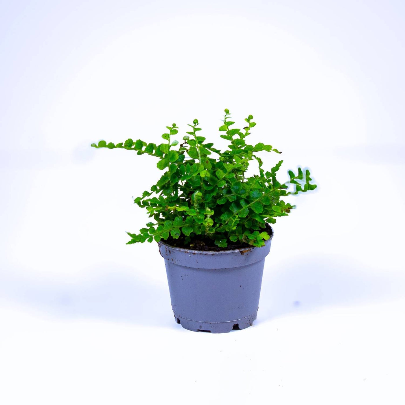 Nephrolepis coridfolia for sale 