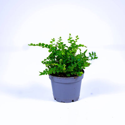 Nephrolepis coridfolia for sale 