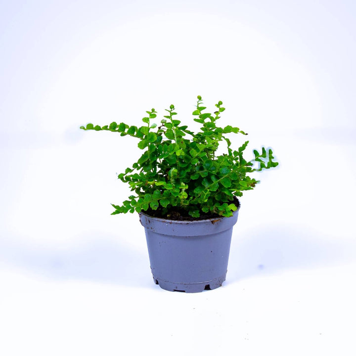 nephrolepis indoor plant Nephrolepis cordifolia (Lemon Button Fern) 6cm