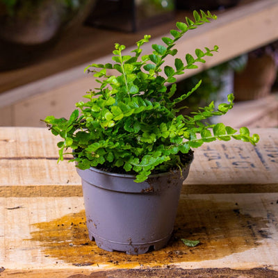 Tiny terrarium houseplants for sale