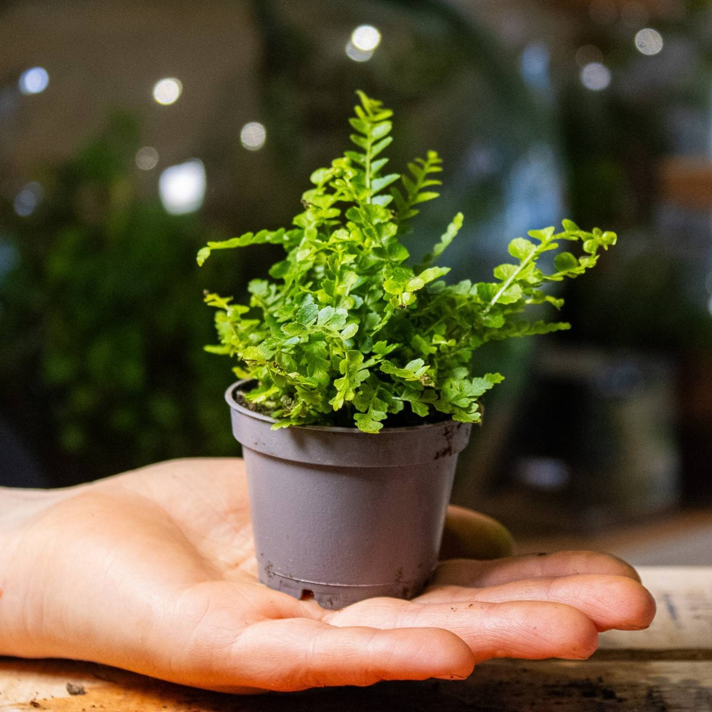 small indoor fern plants Nephrolepis cordifolia (Lemmon Button Fern) | For Sale