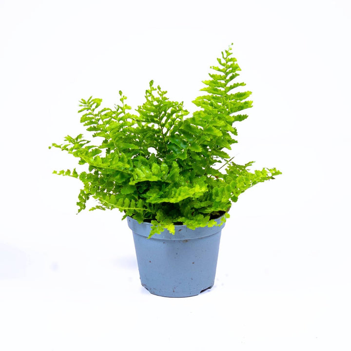 nephrolepis indoor plant Nephrolepis exaltata (Boston fern) | For Sale