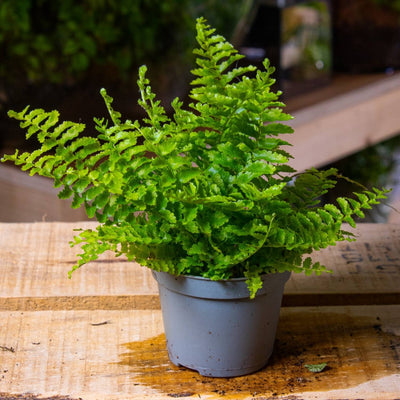 Small ferns for use in planted terrariums