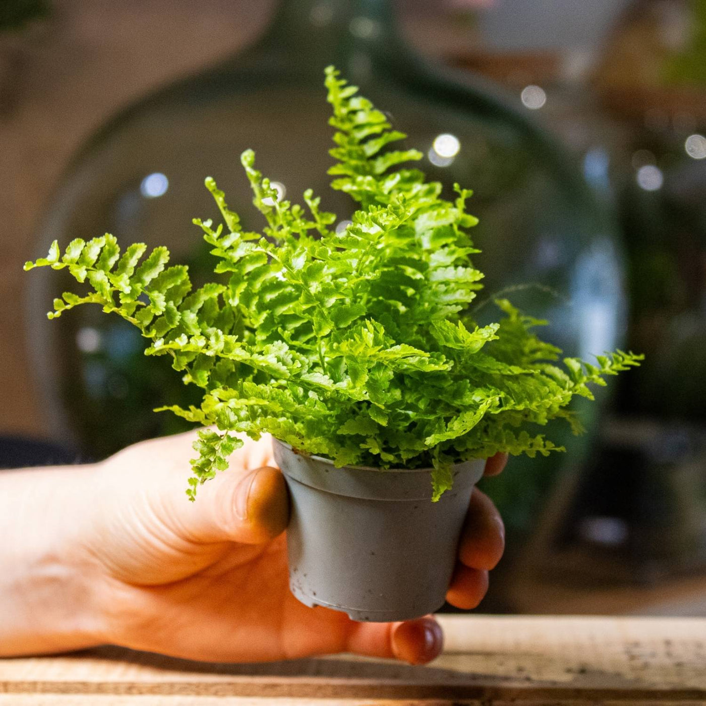 Nephrolepis Boston fern for sale 6cm