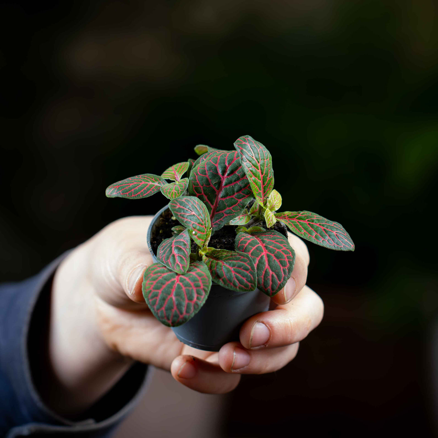 red vein indoor plant Fittonia albivenis (Red) 6cm | For Sale
