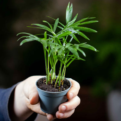 Healthy Chamaedorea elegans potted plant, a low-maintenance indoor palm suited to indirect light and humid environments.