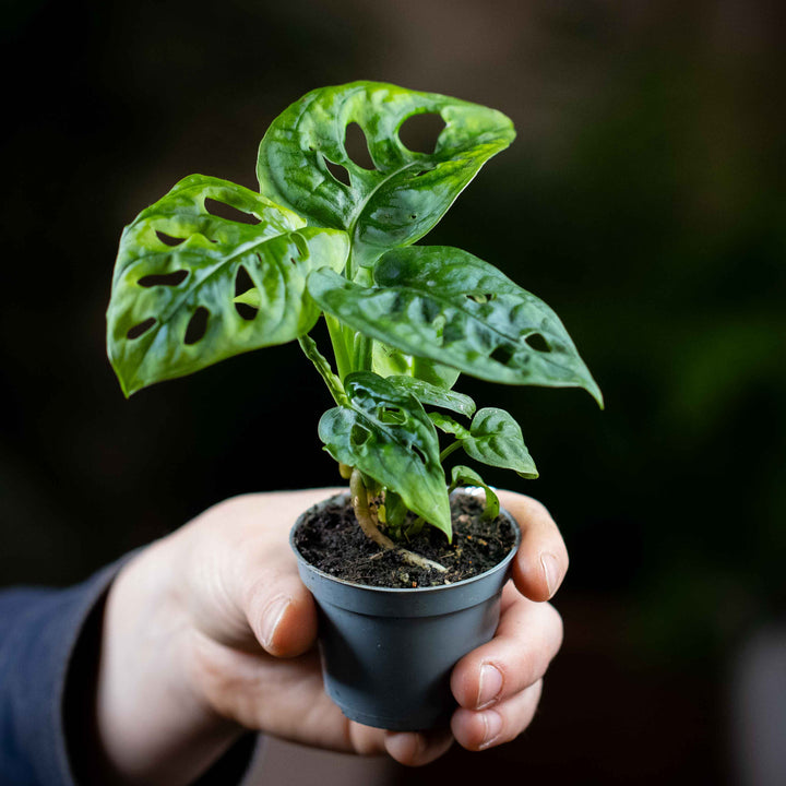 mini monstera monkey leaf Monstera obliqua (Monkey-leaf) 6cm | For Sale