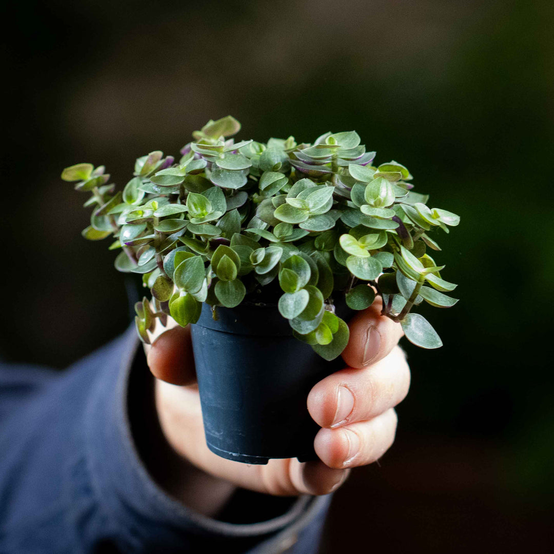 Callisia repens (Turtle Vine) 6cm | For Sale