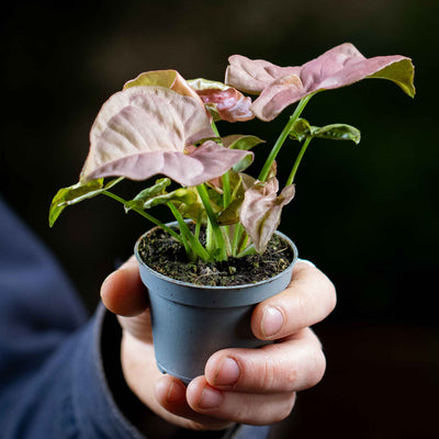 Close-up of Pink Allusion Syngonium foliage with soft pink hues and green veins—perfect for low-light spaces and tropical décor lovers.