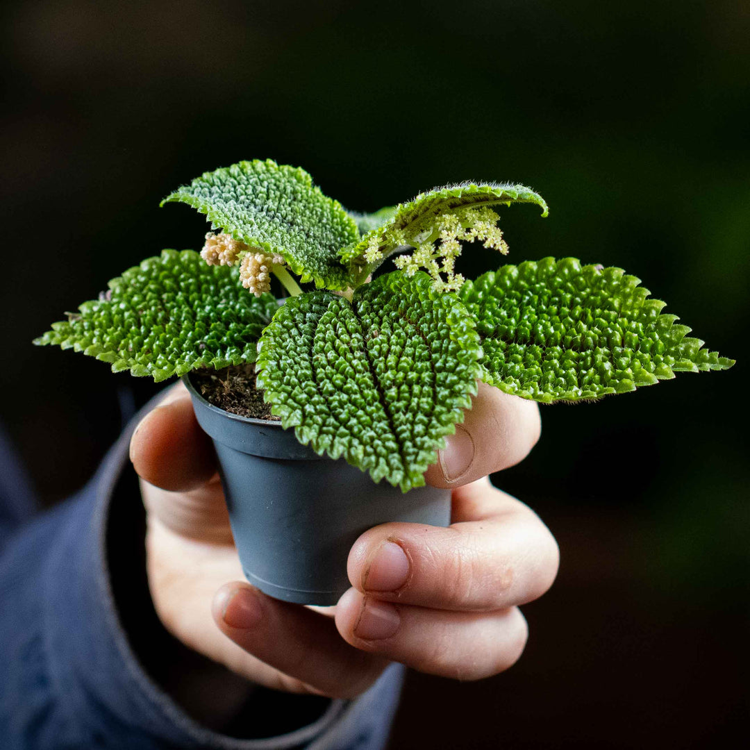 moon valley house plant Pilea mollis (Pilea Moon Valley) 6cm | For Sale