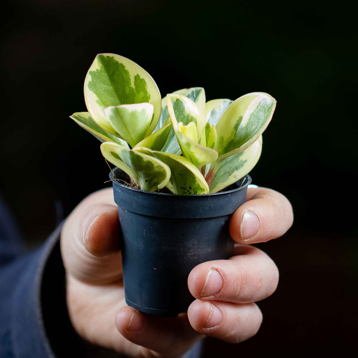 Small Peperomia obtusifolia showing fleshy, vibrant leaves, perfect for tropical terrariums and beginner-friendly plant displays.