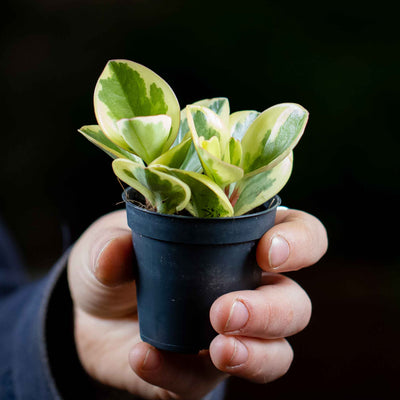 Small Peperomia obtusifolia showing fleshy, vibrant leaves, perfect for tropical terrariums and beginner-friendly plant displays.