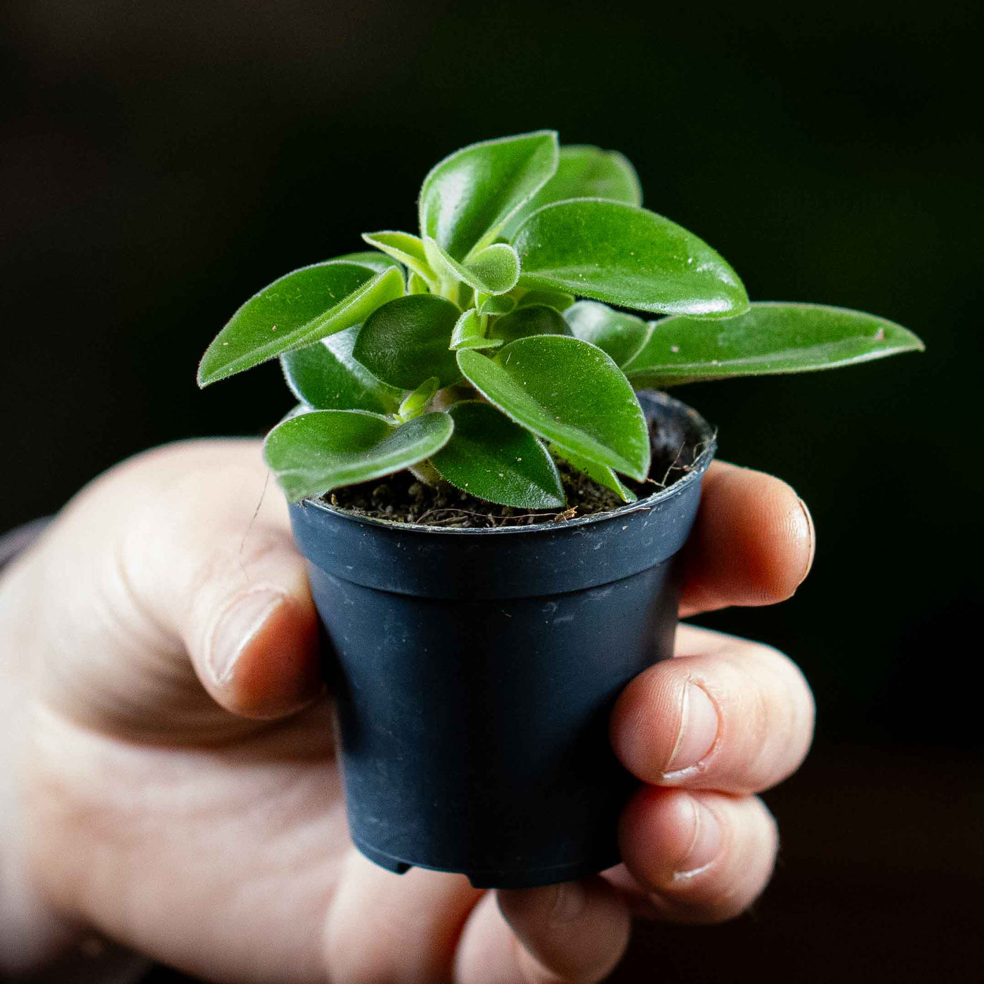 indoor radiator plant Peperomia orba 'Pixie' (Radiator Plant) 6cm | For Sale