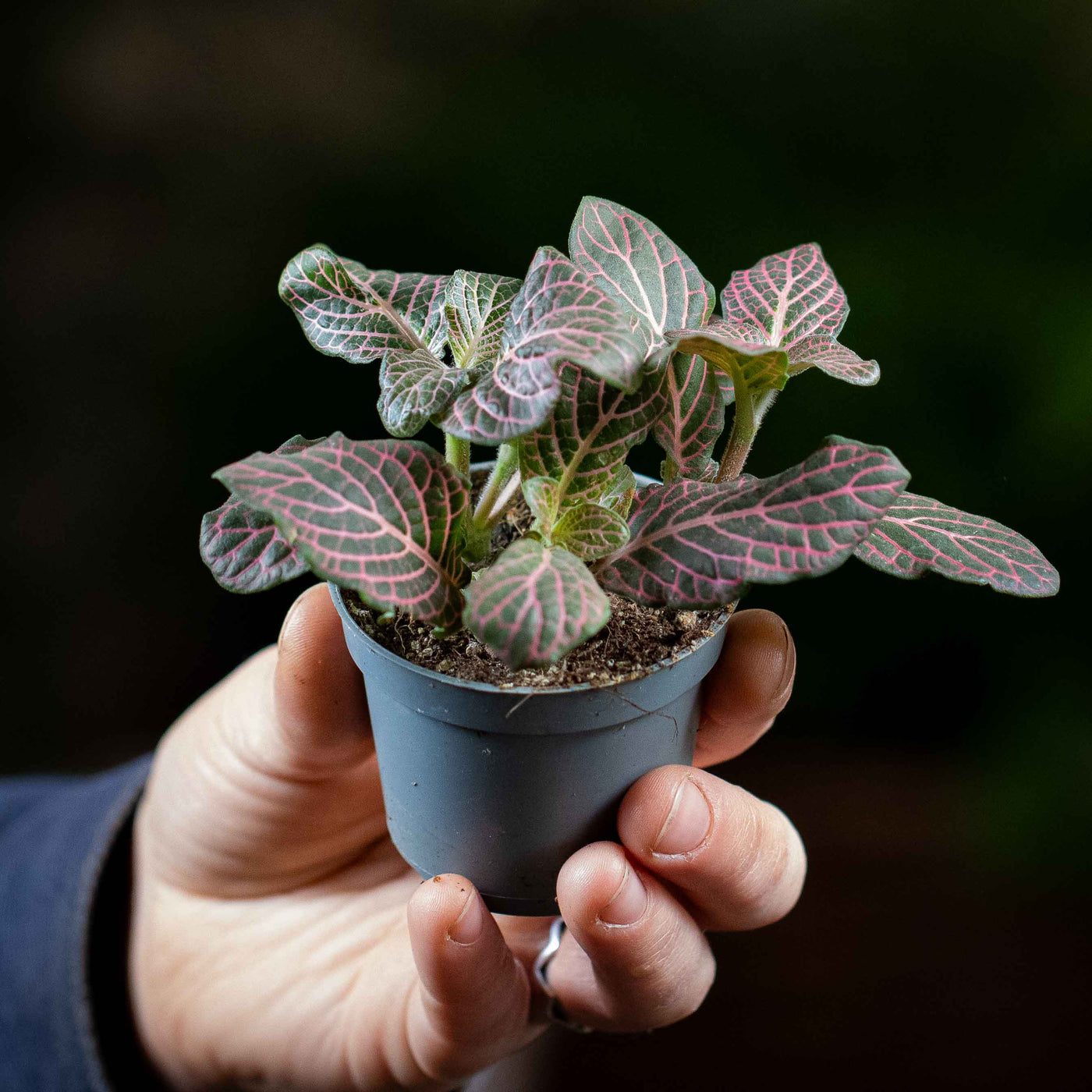 Compact pink Fittonia plant with striking mosaic-pattern leaves, a low-light houseplant favourite among terrarium hobbyists.