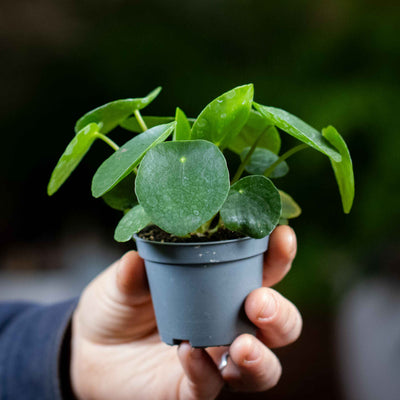 Chinese Money Plant showing coin-shaped green foliage—ideal for stylish interiors, easy care collections, and houseplant gifting.