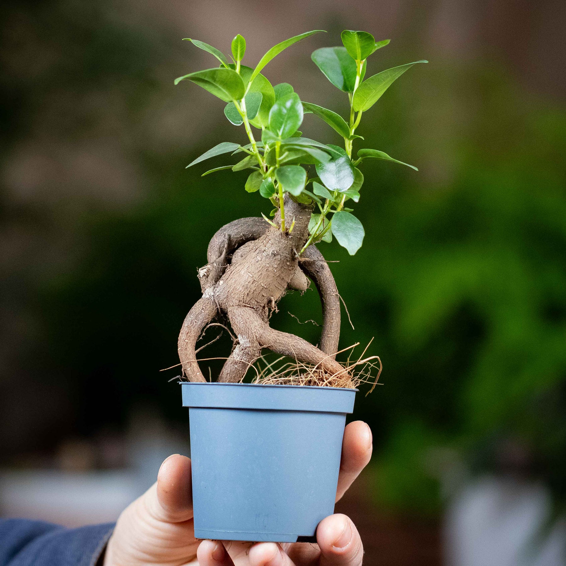 ficus microcarpa ginseng bonsai tree Ficus ginseng microcarpa (Ficus Bonsai) 6/7cm | For Sale