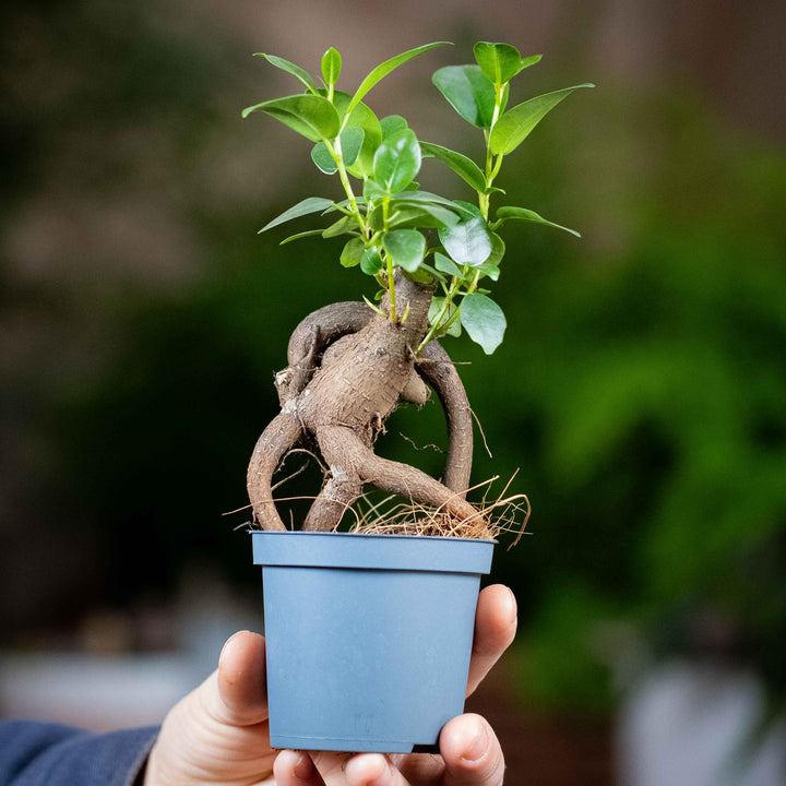 ficus bonsai erde Ficus ginseng microcarpa (Ficus Bonsai) 6/7cm