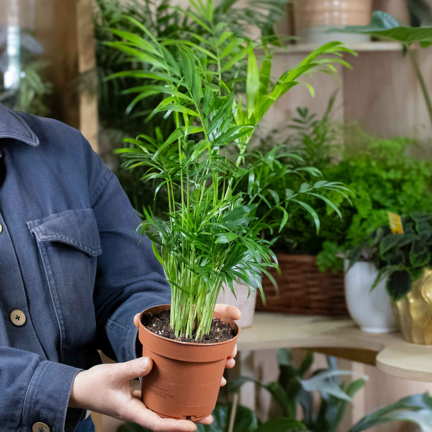 Compact Parlour Palm with arching green foliage—12cm indoor plant perfect for desks, shelves, and stylish home décor.