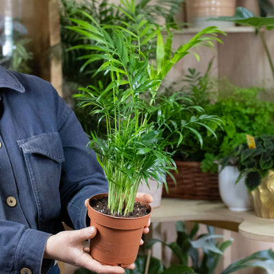 Compact Parlour Palm with arching green foliage—12cm indoor plant perfect for desks, shelves, and stylish home décor.