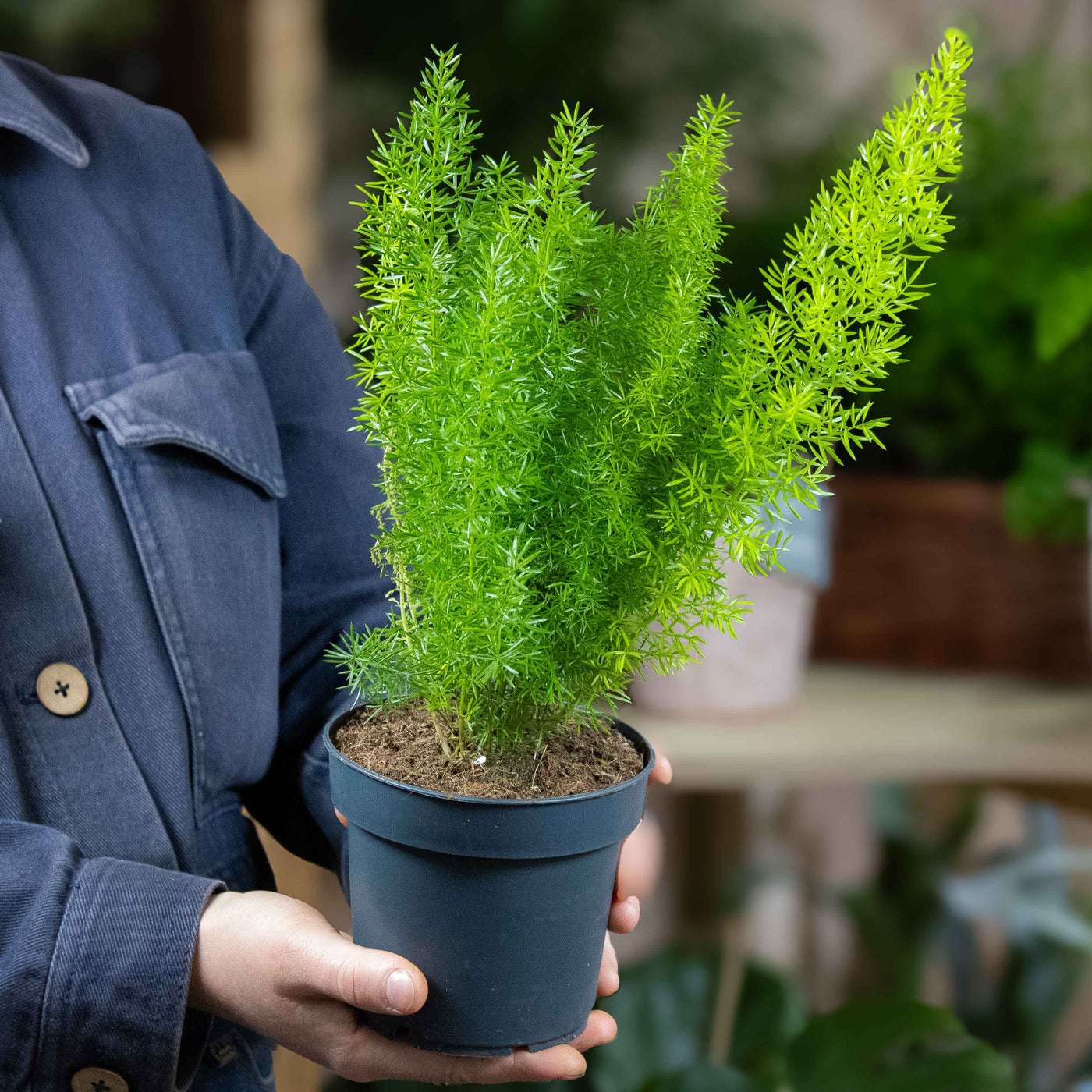 Close-up of Asparagus myriocladus in nursery pot showing upright stems and airy green growth—great for unique houseplant collections.