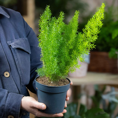 Close-up of Asparagus myriocladus in nursery pot showing upright stems and airy green growth—great for unique houseplant collections.