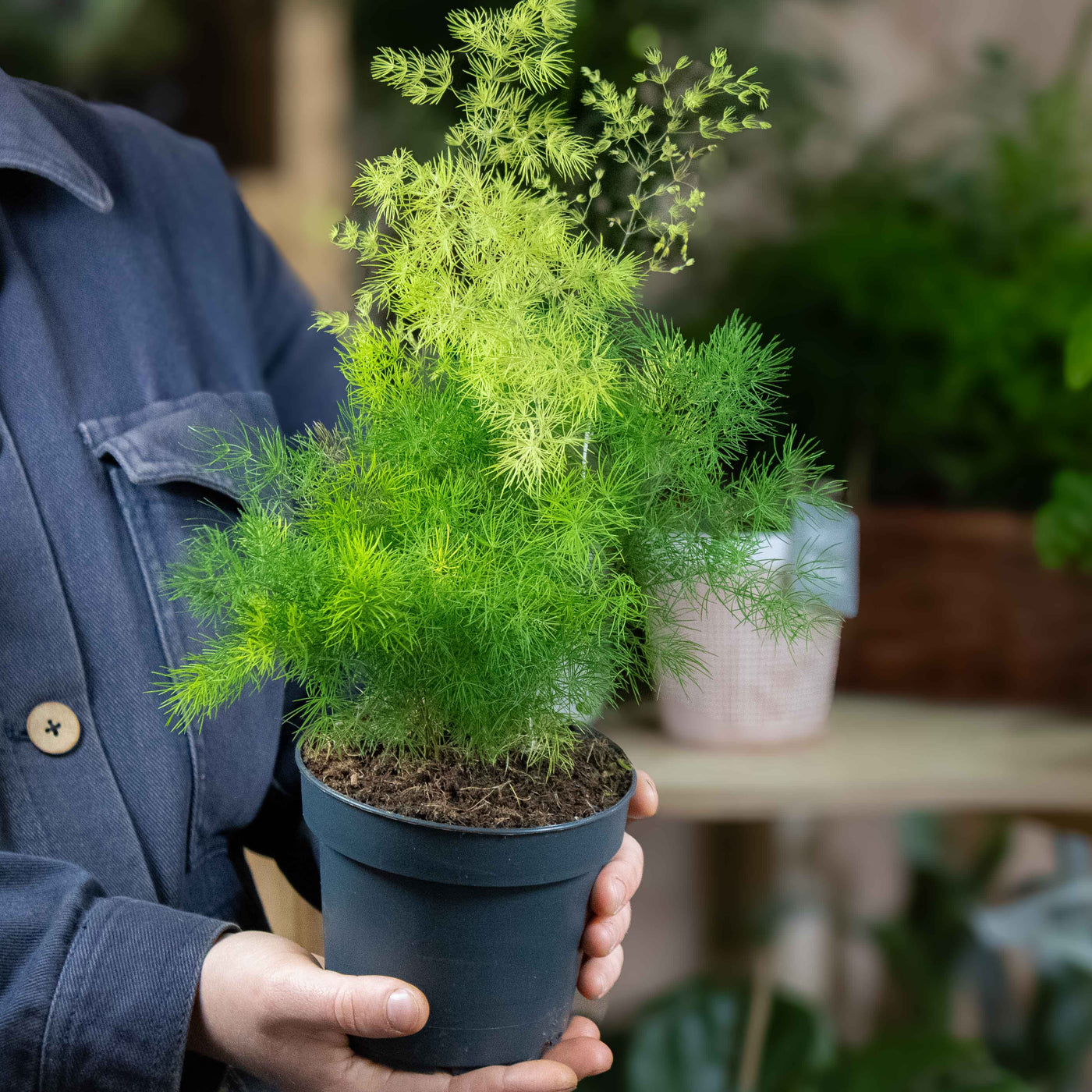 Delicate green leaves of Lace Fern cascading from 12cm nursery pot—perfect for elegant, space-saving indoor greenery.