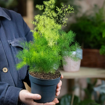 Delicate green leaves of Lace Fern cascading from 12cm nursery pot—perfect for elegant, space-saving indoor greenery.