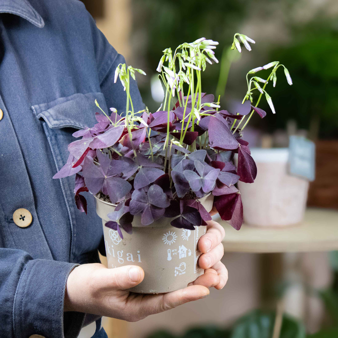 Purple Shamrock with clover-like leaves in 12cm pot—an eye-catching, low-maintenance plant for colourful interior styling.